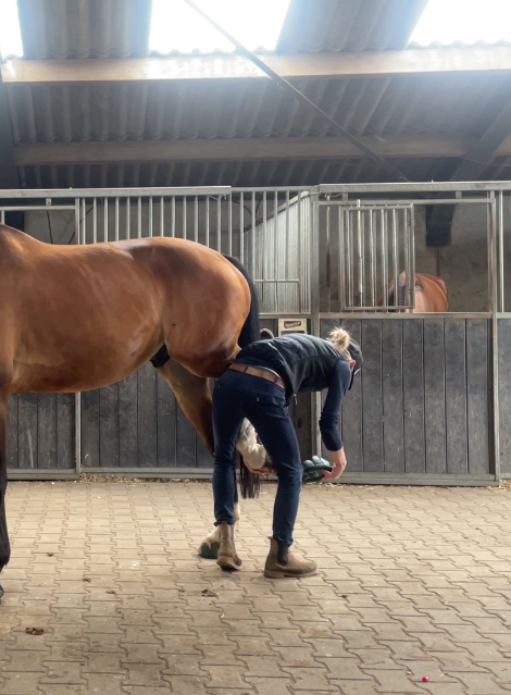 Sneakers for Horses