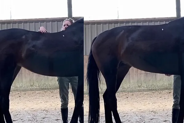 Dryneedling bij paarden